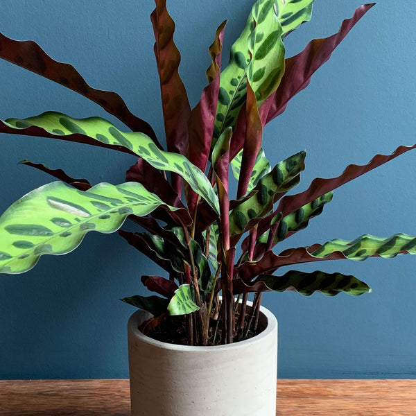 Calathea Plant, Detail | Highgate Flowers