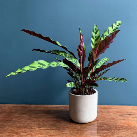 Calathea Indoor Plant | Highgate Flowers