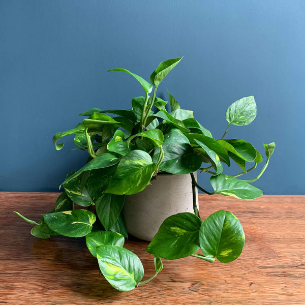 Devil's Ivy Indoor Plant | Highgate Flowers
