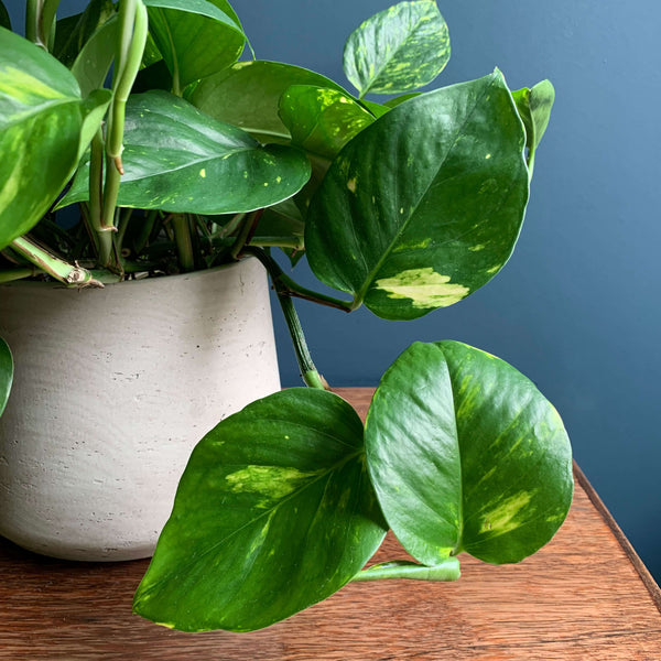 Devil's Ivy, Detail | Highgate Flowers