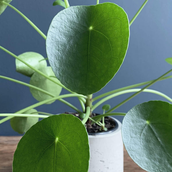 Chinese Money Plant, Detail | Highgate Flowers