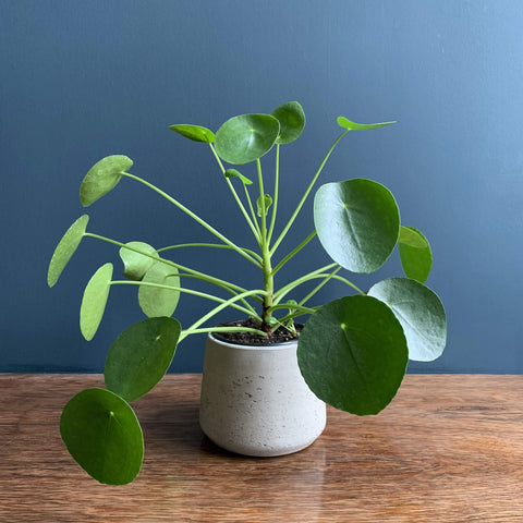 Chinese Money Plant | Pilea | Highgate Flowers