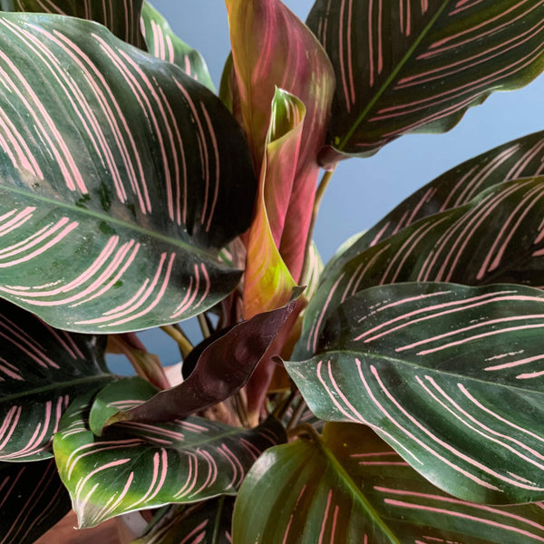 Pinstripe Calathea Plant, Detail | Highgate Flowers