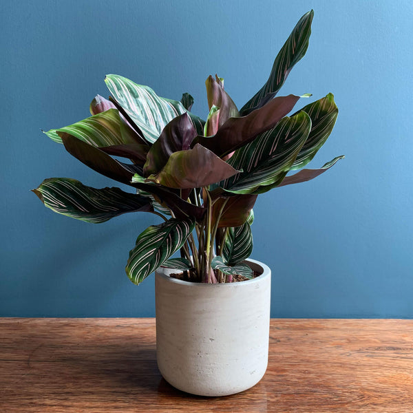 Pinstripe Calathea Indoor Plant | Highgate Flowers