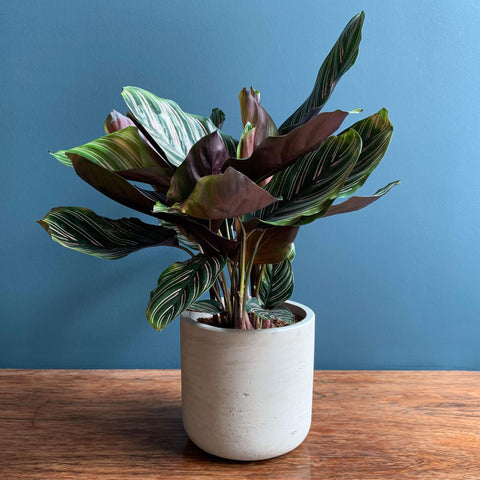 Pinstripe Calathea Indoor Plant | Highgate Flowers