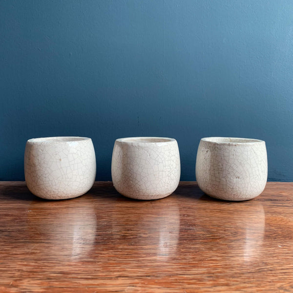 Set of Three Succulents, Plant Pots | Highgate Flowers