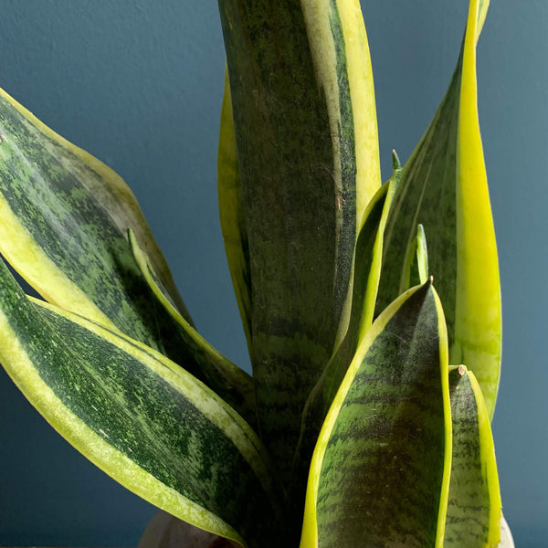 Snake Plant, Close Up | Highgate Flowers