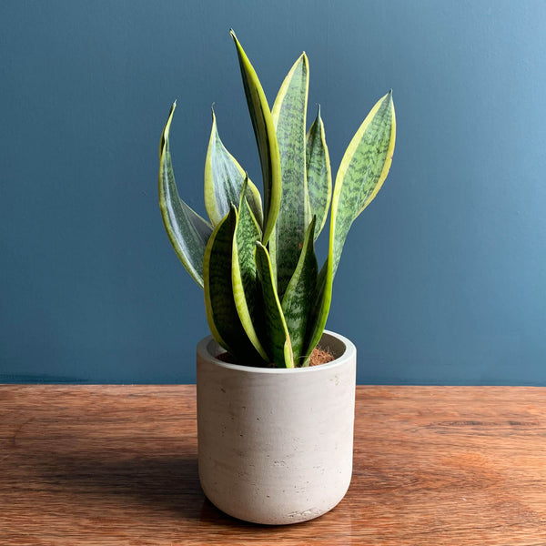 Snake Plant | Highgate Flowers